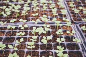 Seedlings, Seedlings, PLT summer internships in lived theology